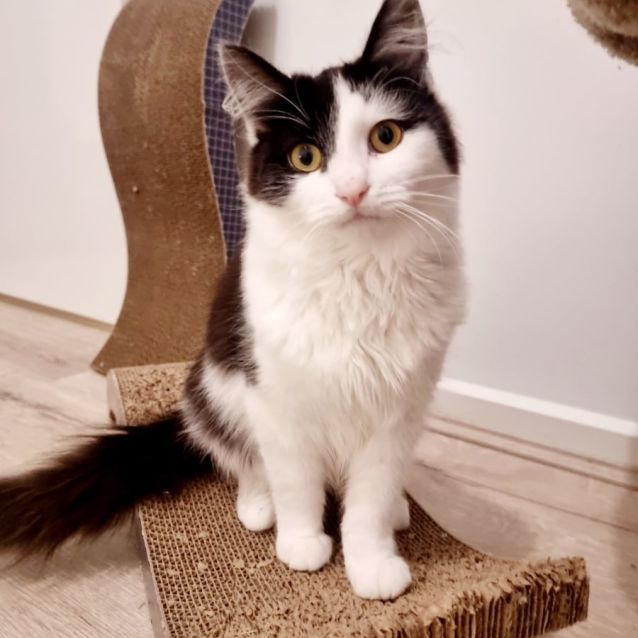 Photo of Fox & Paddy💙