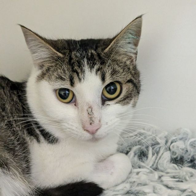 Photo of 🌌 Celia 5241 🌌