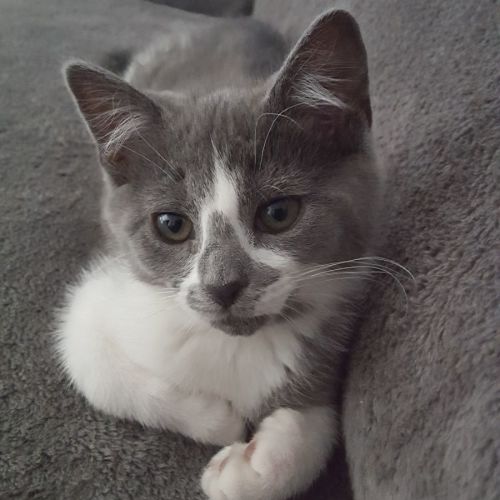 Gucci ^^Dandy Cat Rescue^^