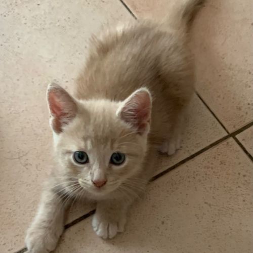 George😻🧶