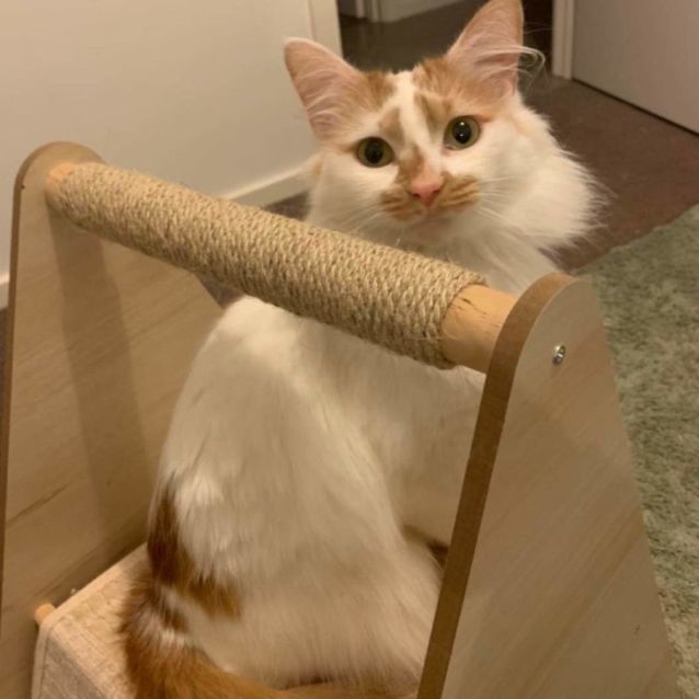 Photo of Duchess (Located In Norlane)