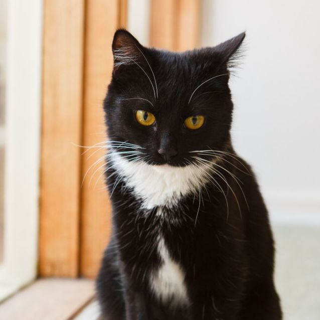 Photo of Cleo *9 Lives Project Rescue*