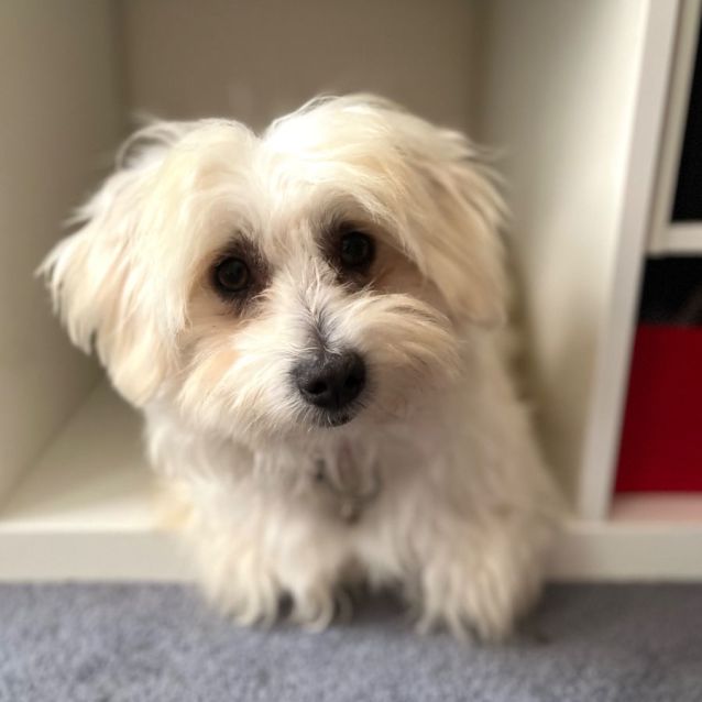 Photo of Kramer   Moodle