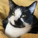 Photo of Oreo