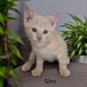 Photo of Gino