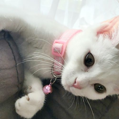 Cotton