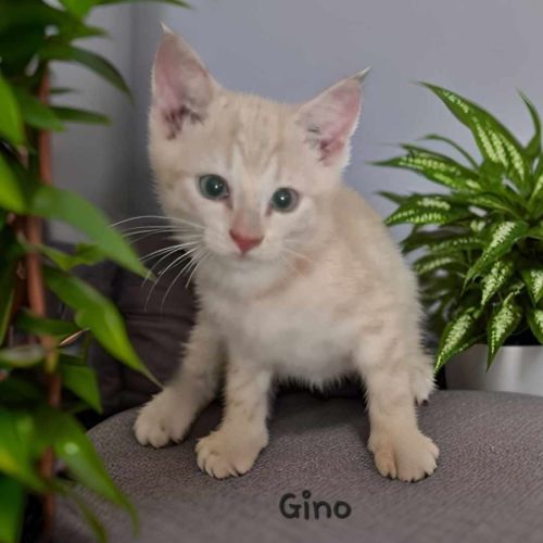 Gino