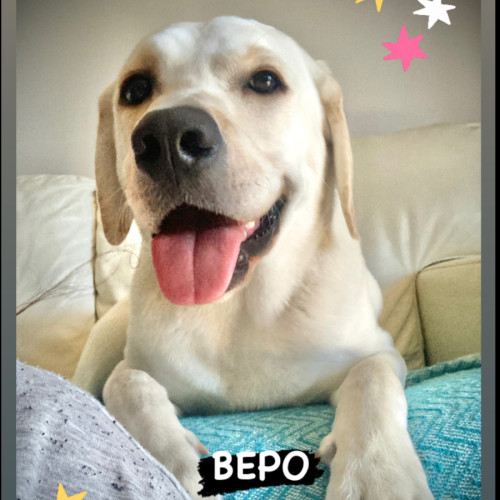 Bepo