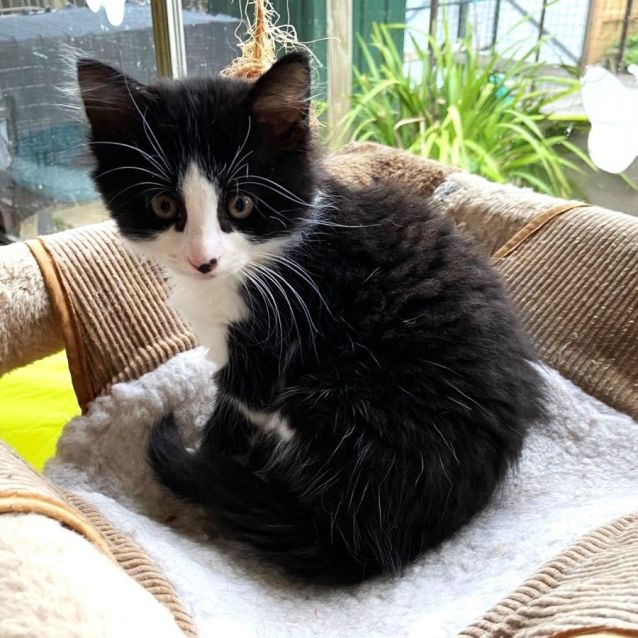 Photo of Presley ^^Dandy Cat Rescue^^