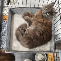 Photo of Banjo