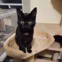 Photo of Milly ** 2nd Chance Cat Rescue**