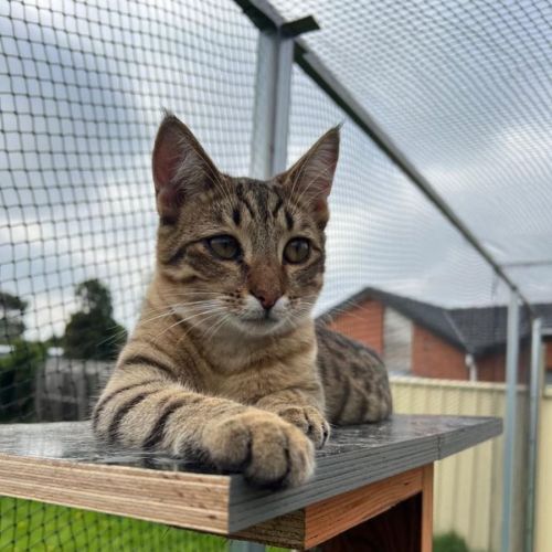 Creme Brulee - Meet me @ Petbarn Camberwell!