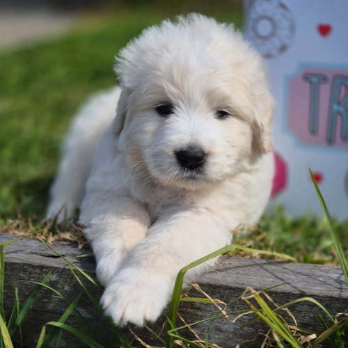 Cookie
