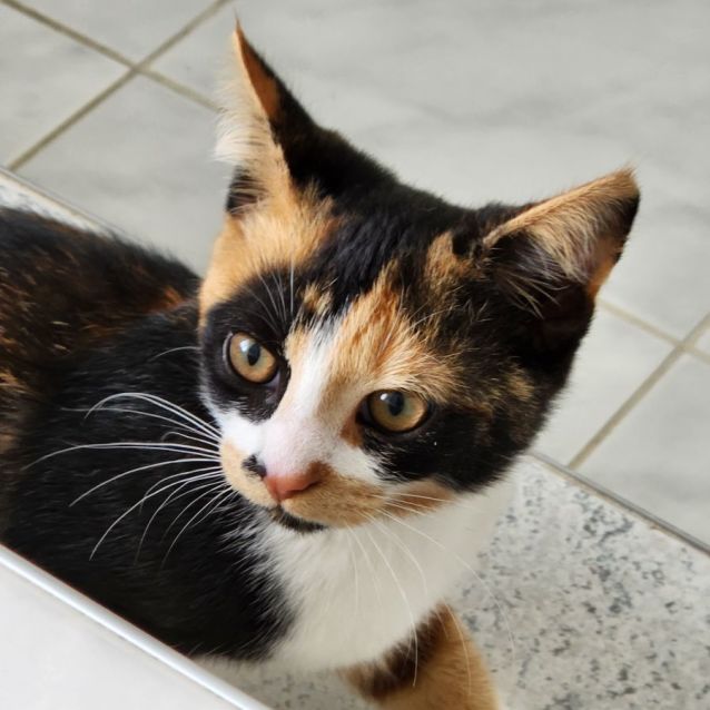 Photo of Bandit ^^Dandy Cat Rescue^^