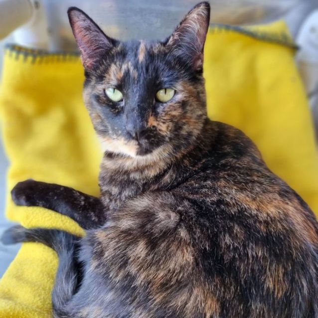 Photo of Nova