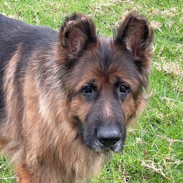 Photo of Bella And Frisco Aka The Lions