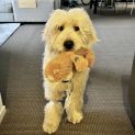 Photo of Belmont