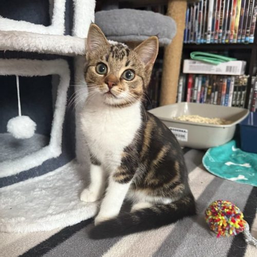 Frayeno **2nd Chance Cat Rescue**