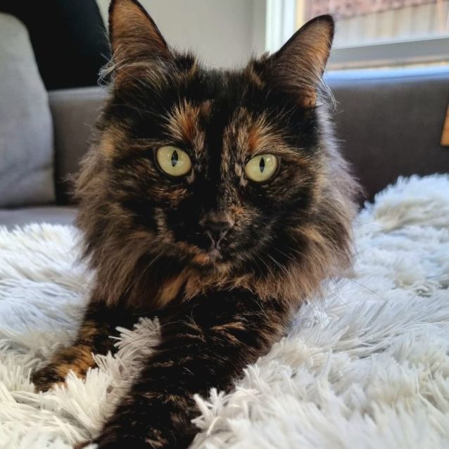 Juniper Female Domestic Medium Hair Cat in VIC PetRescue