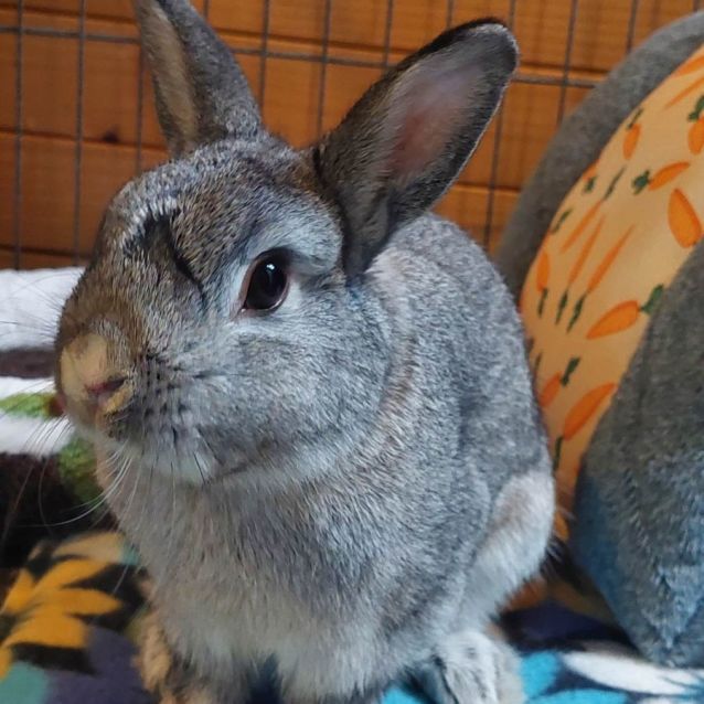 Photo of Benjamin (Located In Mount Evelyn)