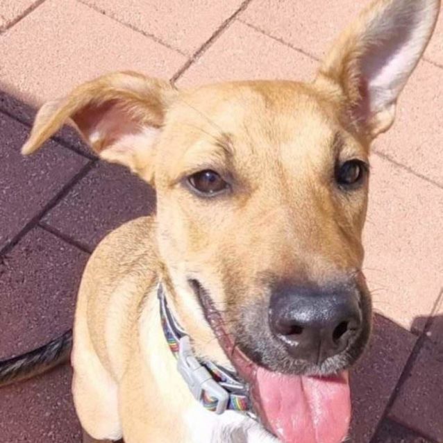 Enid Medium Female Kelpie Mix Dog in VIC PetRescue