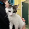 Photo of Prancer