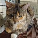 Photo of Tippy ** 2nd Chance Cat Rescue**