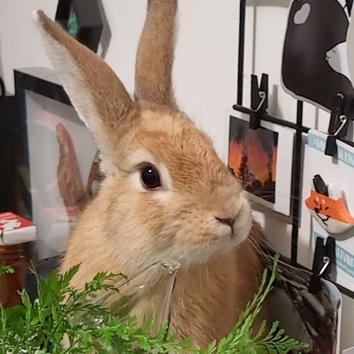 🐰Artemis (Located in Bayswater)