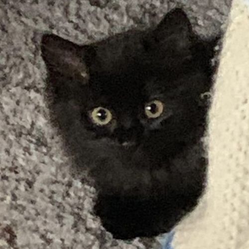 Medium Haired Black Female