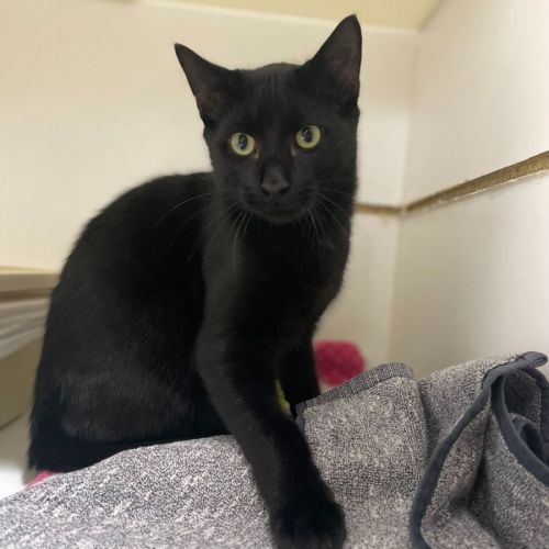 🍝 Pussgetti F02799 🍝