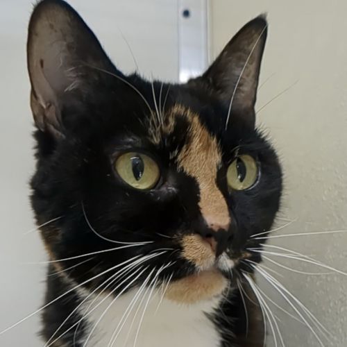 💎 Astrid 5069 💎