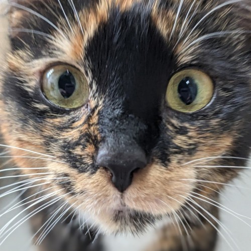 🎀 Xanthe 5652 🎀