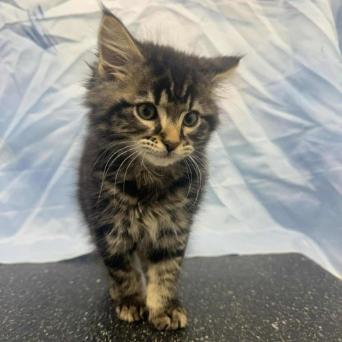 Dorian - Located in Kew