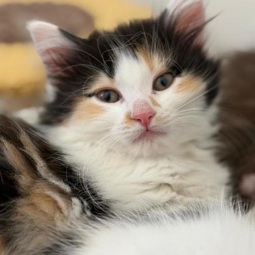 No photo for Maple, Paisley & Kittens