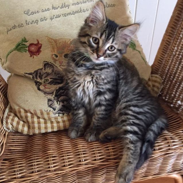 Photo of Kirby ^^Dandy Cat Rescue^^