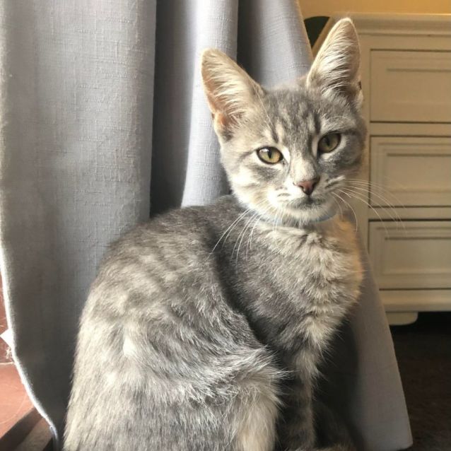 Neptune Meet Me at PetStock Carrum Downs Male Domestic Medium