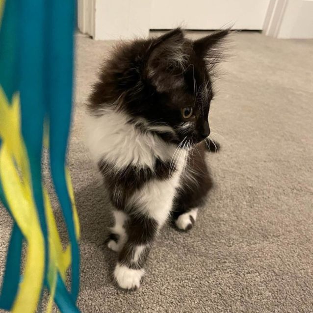 Photo of Zinc **2nd Chance Cat Rescue**