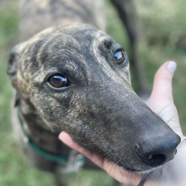 Photo of Brazilianite 