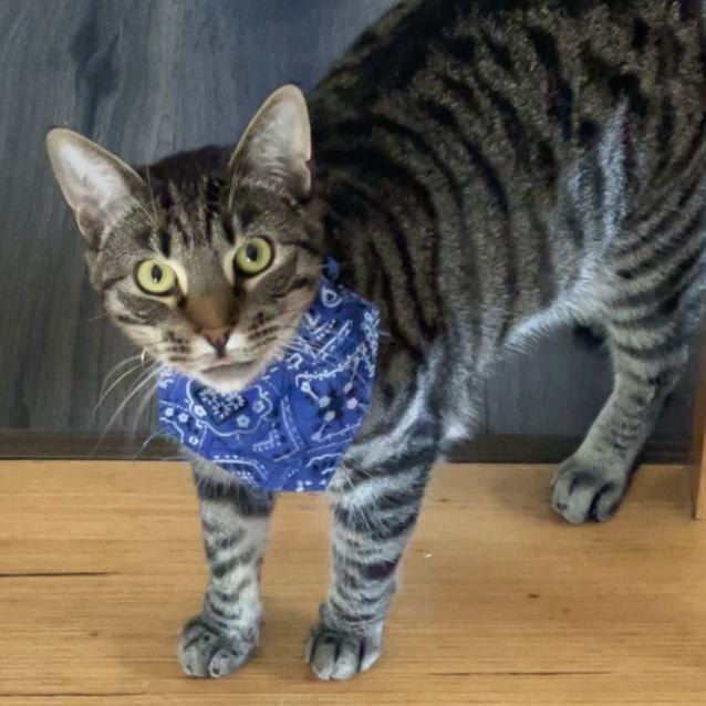 Photo of Rex ** 2nd Chance Cat Rescue**