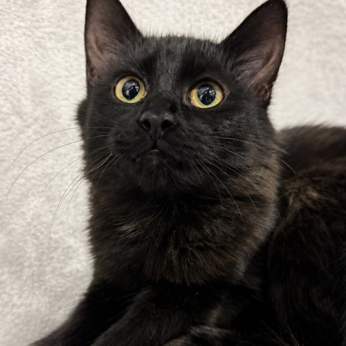 Sabrina