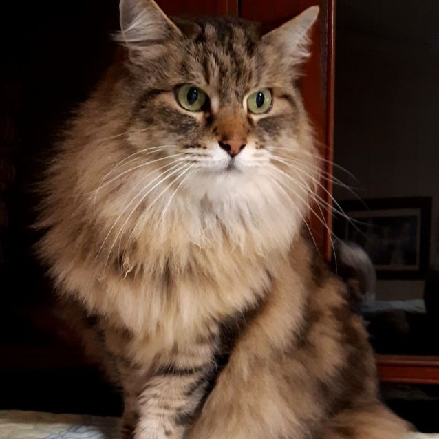 Photo of Savannah