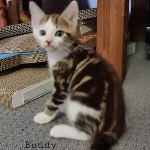 Photo of Buddy
