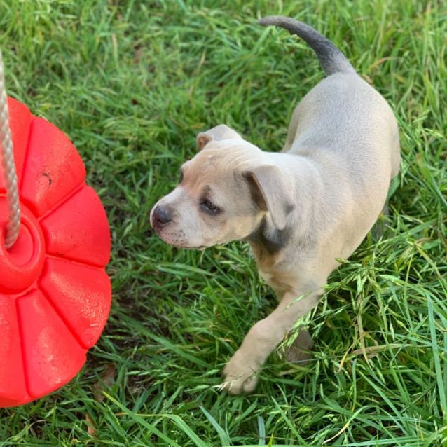 Photo of Lily 🐶🩶🐶🩷