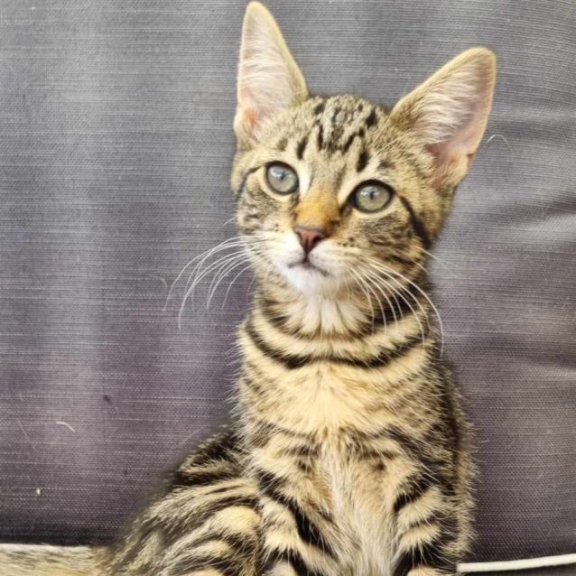 Photo of Remy *9 Lives Project Rescue*