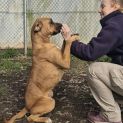 Photo of Honey
