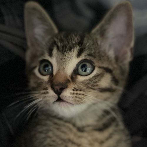 Angus- Male Kitten
