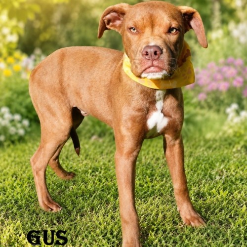Gus