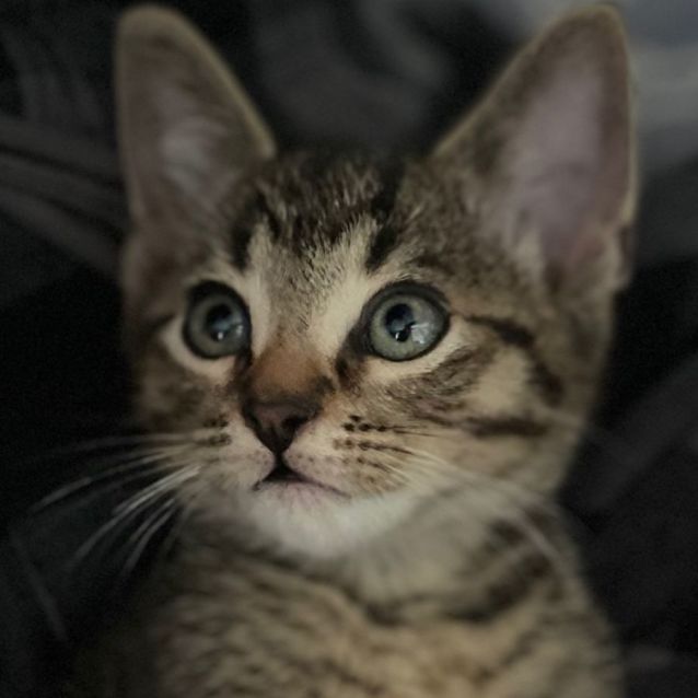 Photo of Angus  Male Kitten