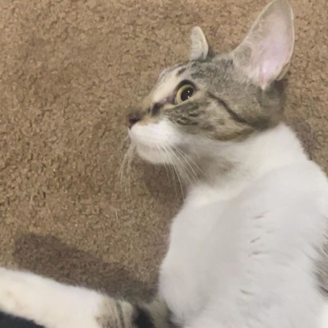Photo of Xena