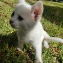 Photo of Arlo